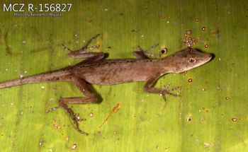Media type: image;   Herpetology R-156827 Description: Photo of animal in life, taken in the field by Dr. Kenneth Ichiro Miyata. A slide of the photo was scanned in 2012 by Melissa Wooley.;  Aspect: lateral